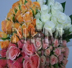 spray roses assorted color